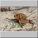 Bufo bufo - Erdkroete 12f Niedringhaussee.jpg
